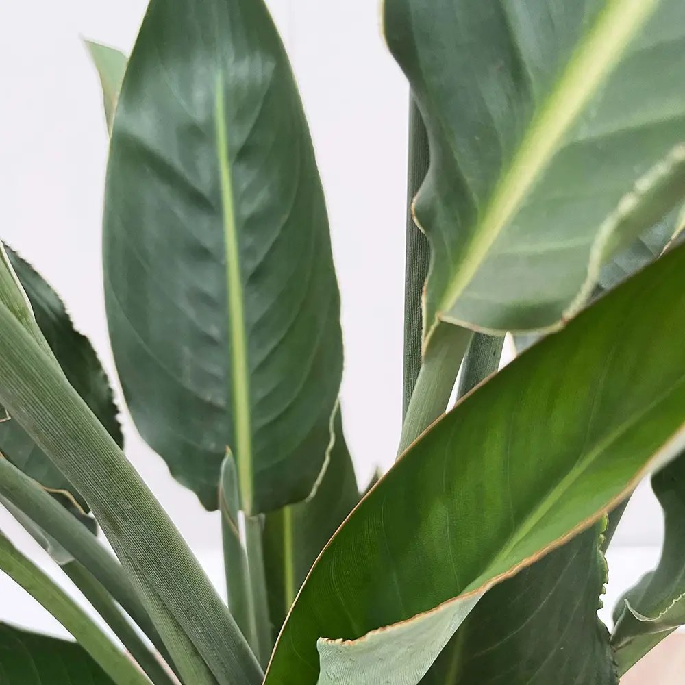 Strelitzia Reginae, Pasarea Paradisului, planta exotica mare cu frunze uriase tropicale decorative pentru interior - 180 cm