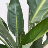 Strelitzia Reginae, Pasarea Paradisului, planta exotica mare cu frunze uriase tropicale decorative pentru interior - 180 cm