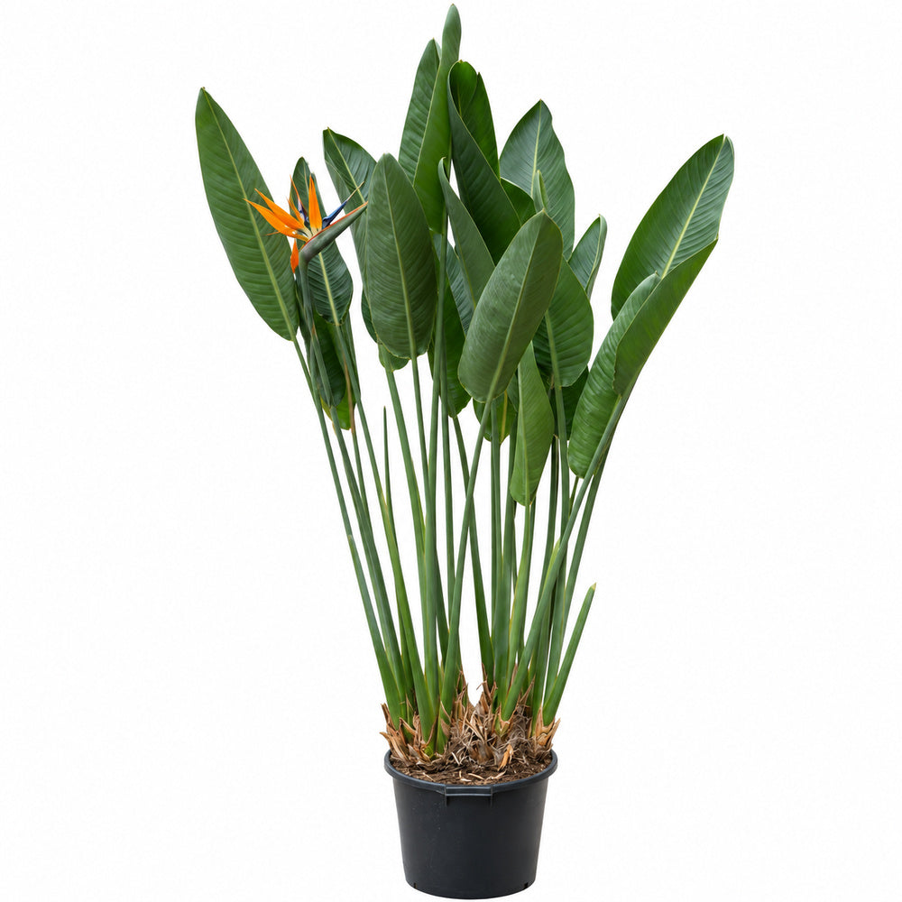 Strelitzia Reginae, 180-190 cm, Pasarea Paradisului, planta exotica mare cu frunze uriase tropicale decorative pentru interior