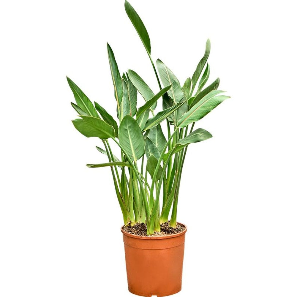 Strelitzia Reginae, 150 cm, Pasarea Paradisului, planta exotica mare cu frunze uriase tropicale decorative pentru interior, cu flori
