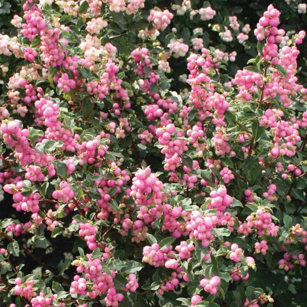 Hurmuz Roz Magical Sweet (Symphoricarpos), cu fructe roz intens