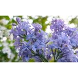 Liliac Nobil Bonsai (Syringa) Blue Lagoon, arbust cu flori duble albastre, parfum puternic, vastra 10 ani