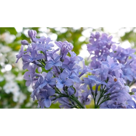 Liliac Nobil Bonsai (Syringa) Blue Lagoon, arbust cu flori duble albastre, parfum puternic, vastra 10 ani