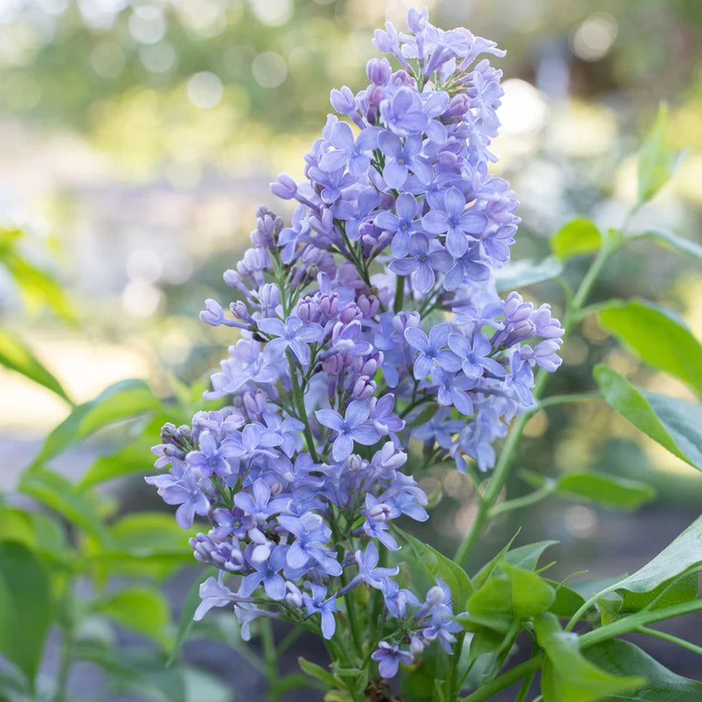 Liliac Nobil Bonsai (Syringa) Blue Lagoon, arbust cu flori duble albastre, parfum puternic, vastra 10 ani