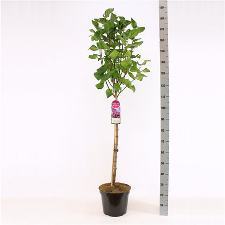 Liliac Copac Nobil (Syringa) Andenken An Ludwig Spaeth, flori duble violet-mov puternic parfumate, inflorire mai-iunie, iubitor de soare