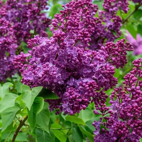 Liliac Copac Nobil (Syringa) Andenken An Ludwig Spaeth, flori duble violet-mov puternic parfumate, inflorire mai-iunie, iubitor de soare