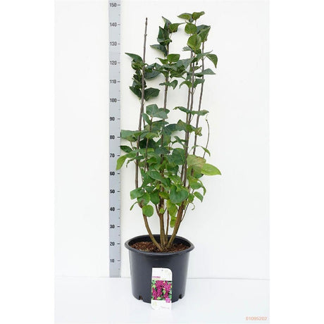Liliac Nobil Charles Joly (Syringa), arbust decorativ cu flori purpurii duble parfumate, crestere rapida, iubitor de soare