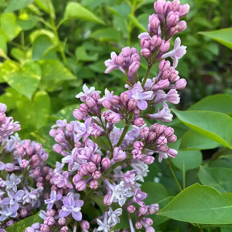 Liliac General Pershing (Syringa),  flori roz-purpurii, parfum puternic, inflorire bogata