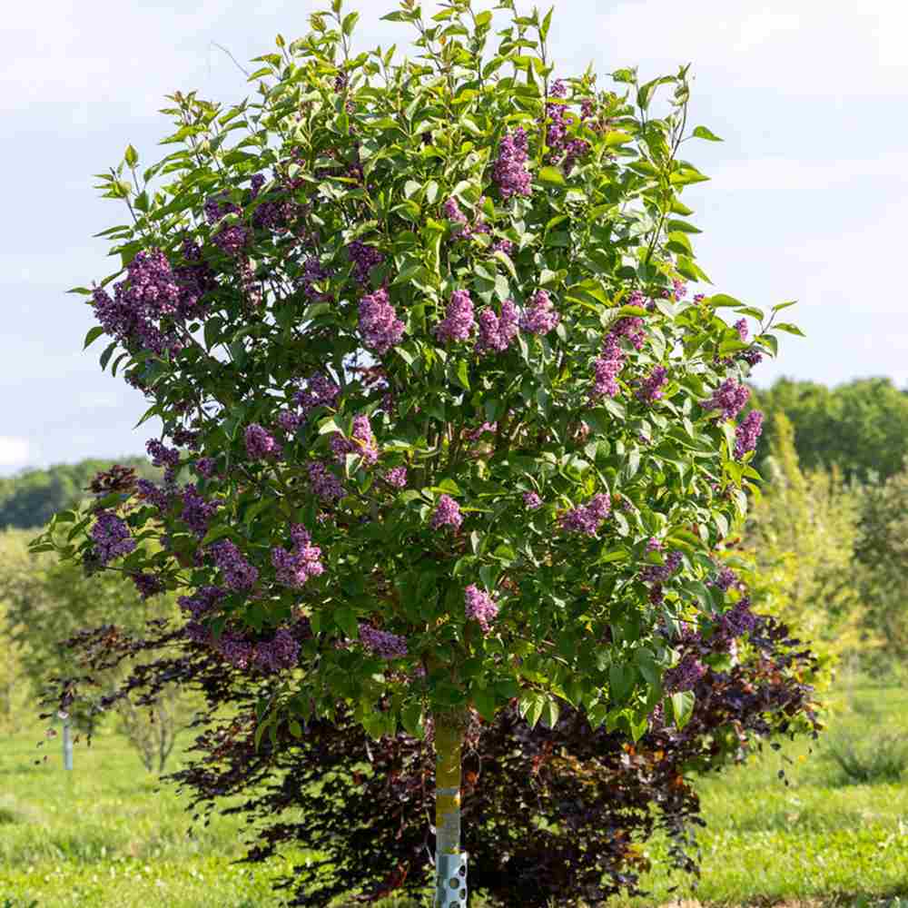 Liliac Copac Nobil  (Syringa) Charles Joly, flori duble mov inchis, parfum intens, iubitor de soare