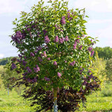 Liliac Copac Nobil  (Syringa) Charles Joly, flori duble mov inchis, parfum intens, iubitor de soare