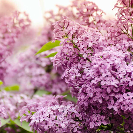 Liliac Copac Nobil  (Syringa) Charles Joly, flori duble mov inchis, parfum intens, iubitor de soare