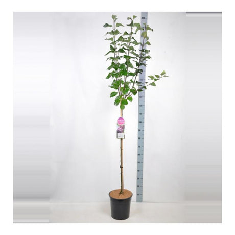 Liliac Copac Nobil (Syringa) Michel Buchner, flori duble lila, parfumate, inflorire mai-iunie, inflorire bogata, iubitor de soare