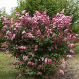 Liliac (Syringa) Miss Canada, arbust decorativ cu flori roz aprins, parfum puternic, inflorire tarzie