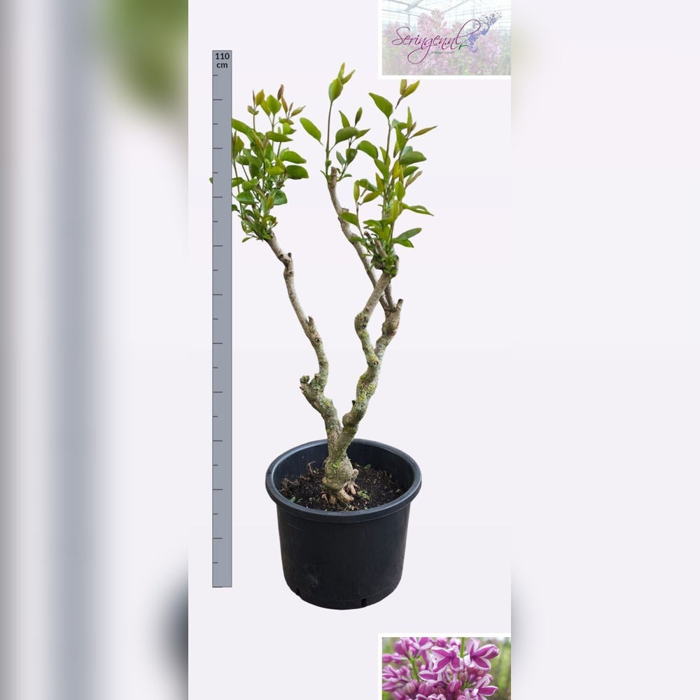 Liliac Nobil Bonsai (Syringa) Blue Lagoon, arbust cu flori duble albastre, parfum puternic, vastra 10 ani