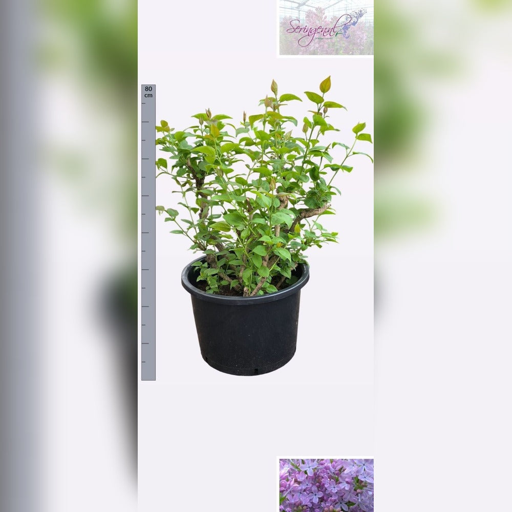 Liliac Nobil Bonsai (Syringa) Sensation, arbust cu flori duble mov cu margini albe, parfum puternic, vastra 10 ani