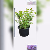Liliac Nobil Bonsai (Syringa) Sensation, arbust cu flori duble mov cu margini albe, parfum puternic, vastra 10 ani