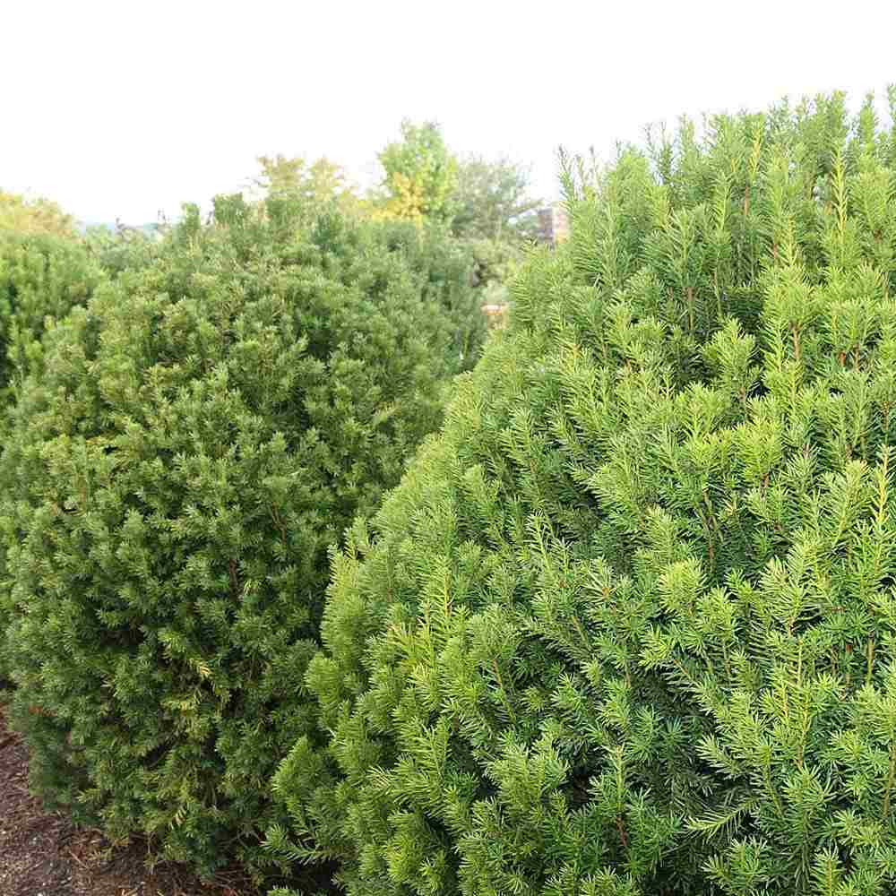 Tisa Ornamentala Hicksii (Taxus Baccata) vesnic verde, ideala pentru gard viu, bobite rosii, planta peisajistica