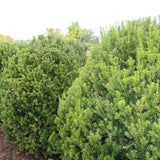 Tisa Ornamentala Hicksii (Taxus Baccata) vesnic verde, ideala pentru gard viu, bobite rosii, planta peisajistica