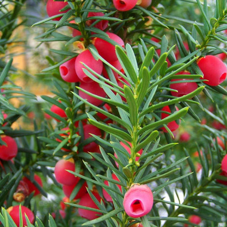 Tisa Ornamentala Hicksii (Taxus Baccata) vesnic verde, ideala pentru gard viu, bobite rosii, planta peisajistica
