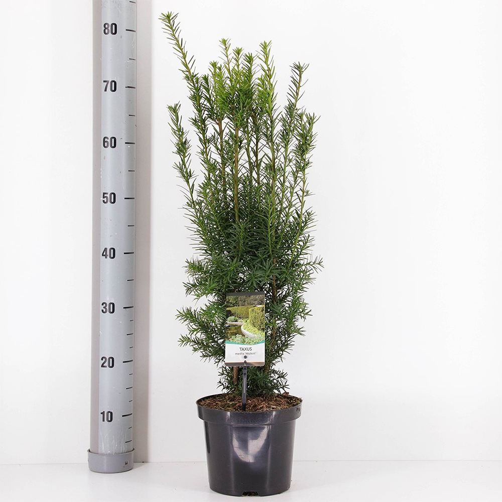 Tisa Ornamentala Hicksii (Taxus Baccata) vesnic verde, ideala pentru gard viu, bobite rosii, planta peisajistica