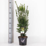Tisa Ornamentala Hicksii (Taxus Baccata) vesnic verde, ideala pentru gard viu, bobite rosii, planta peisajistica