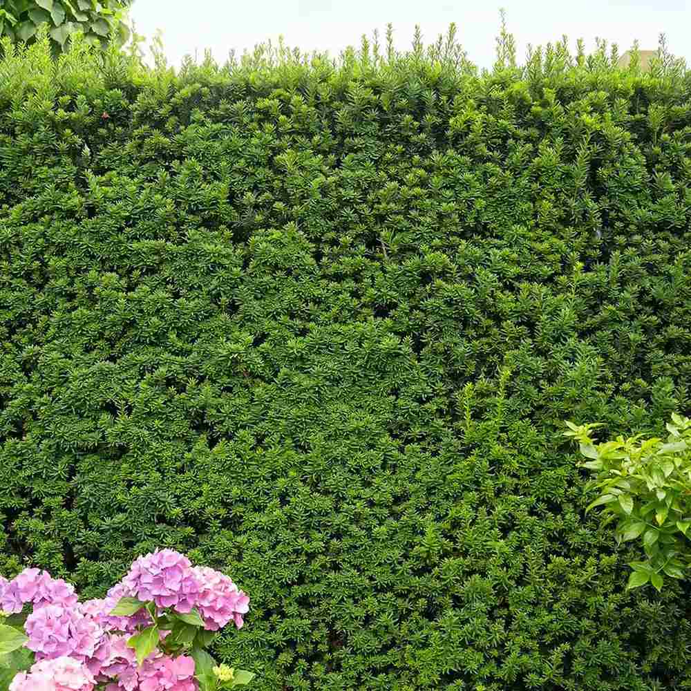 Tisa Ornamentala Hicksii (Taxus Baccata) vesnic verde, ideala pentru gard viu, bobite rosii, planta peisajistica