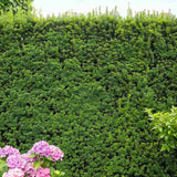 Tisa Ornamentala Hicksii (Taxus Baccata) vesnic verde, ideala pentru gard viu, bobite rosii, planta peisajistica