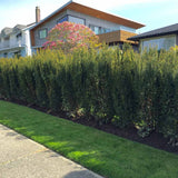 Tisa Ornamentala Hicksii (Taxus Baccata) vesnic verde, ideala pentru gard viu, bobite rosii, planta peisajistica