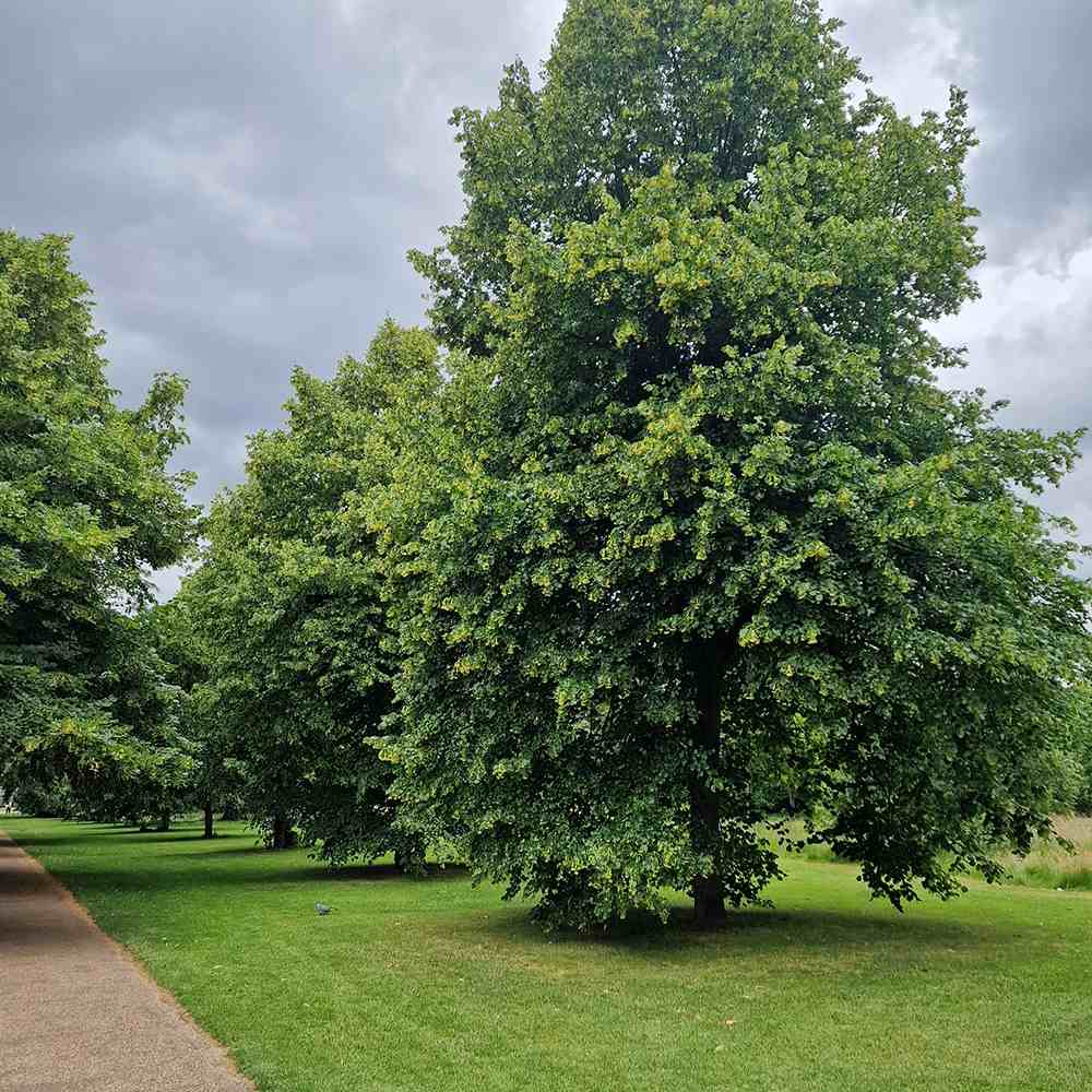 Tei cu Frunza Mica (Tilia Cordata) Greenspire - Mirositor - VERDENA - 125 - 150 cm inaltime, livrat cu radacina nuda