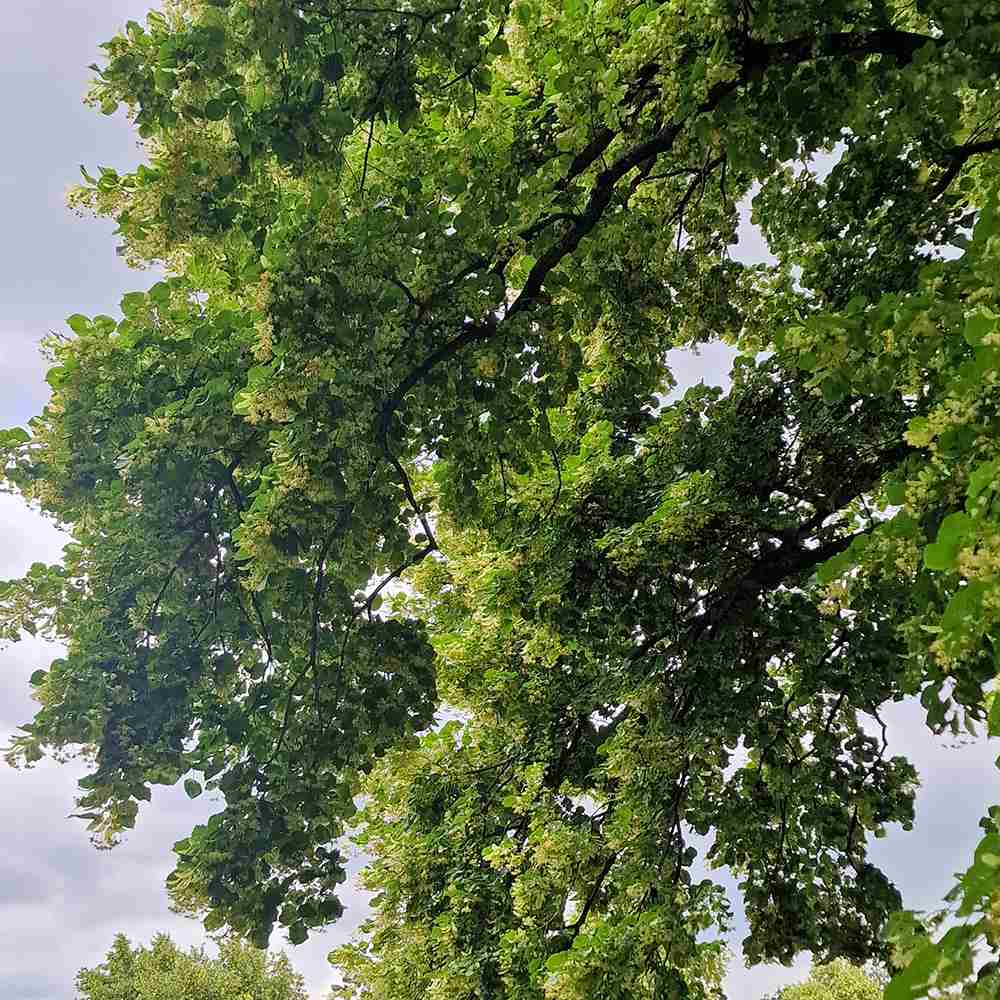 Tei cu Frunza Mica (Tilia Cordata) Greenspire - Mirositor - VERDENA - 125 - 150 cm inaltime, livrat cu radacina nuda