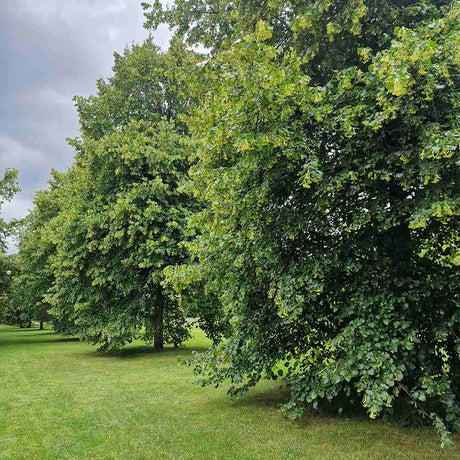 Tei cu Frunza Mica (Tilia Cordata) Greenspire - Mirositor - VERDENA - 125 - 150 cm inaltime, livrat cu radacina nuda