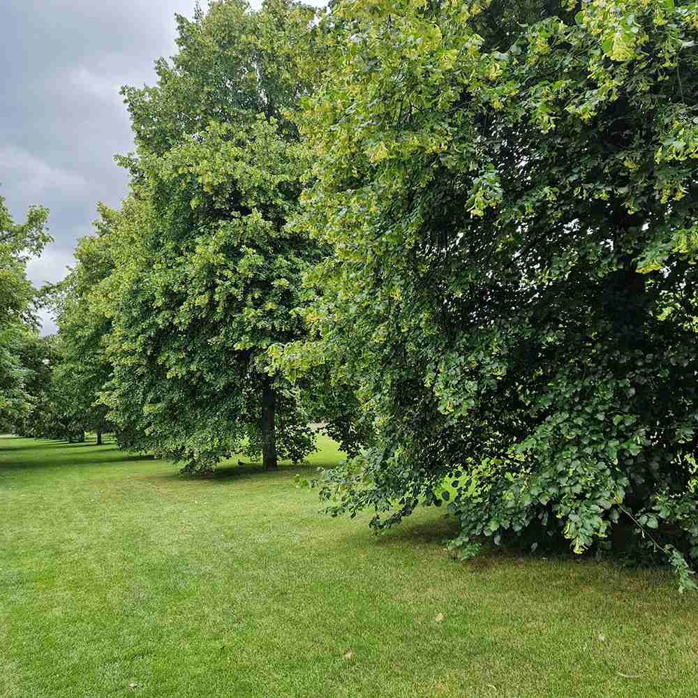 Tei cu Frunza Mica (Tilia Cordata) Greenspire - Mirositor - VERDENA - 125 - 150 cm inaltime, livrat cu radacina nuda