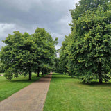 Tei cu Frunza Mica (Tilia Cordata) Greenspire - Mirositor - VERDENA - 125 - 150 cm inaltime, livrat cu radacina nuda