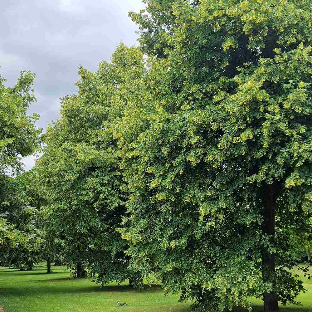 Tei cu Frunza Mica (Tilia Cordata) Greenspire - Mirositor - VERDENA - 125 - 150 cm inaltime, livrat cu radacina nuda