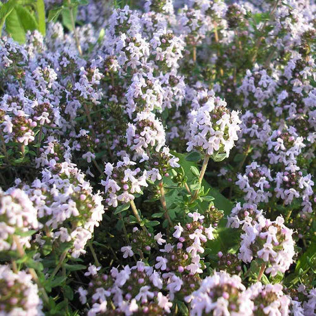 Cimbrisor Faustini, planta aromatica taratoare, parfumata, cu flori roz, pentru soare si rocarii  Planta
