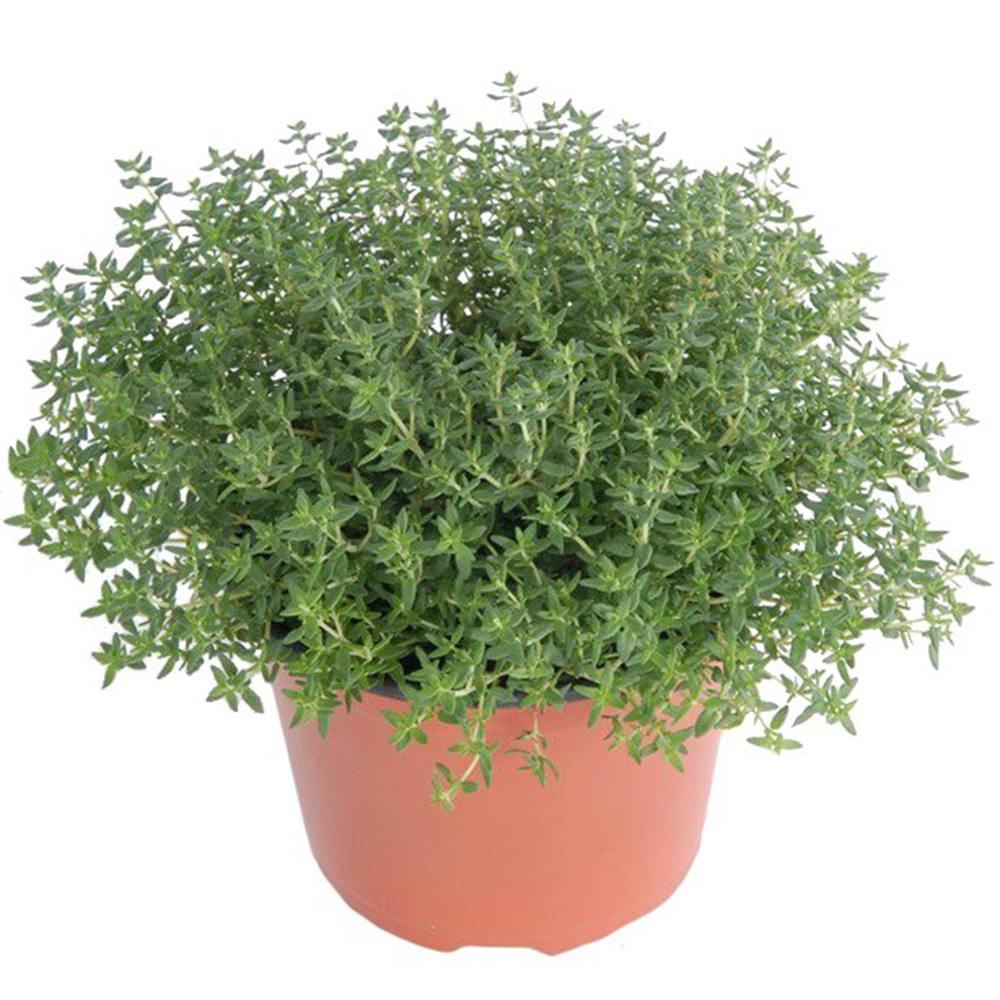 Cimbrisor Faustini, planta aromatica taratoare, parfumata, cu flori roz, pentru soare si rocarii  Planta
