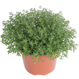 Cimbrisor Faustini, planta aromatica taratoare, parfumata, cu flori roz, pentru soare si rocarii  Planta
