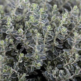 Cimbrisor Faustini, planta aromatica taratoare, parfumata, cu flori roz, pentru soare si rocarii  Planta