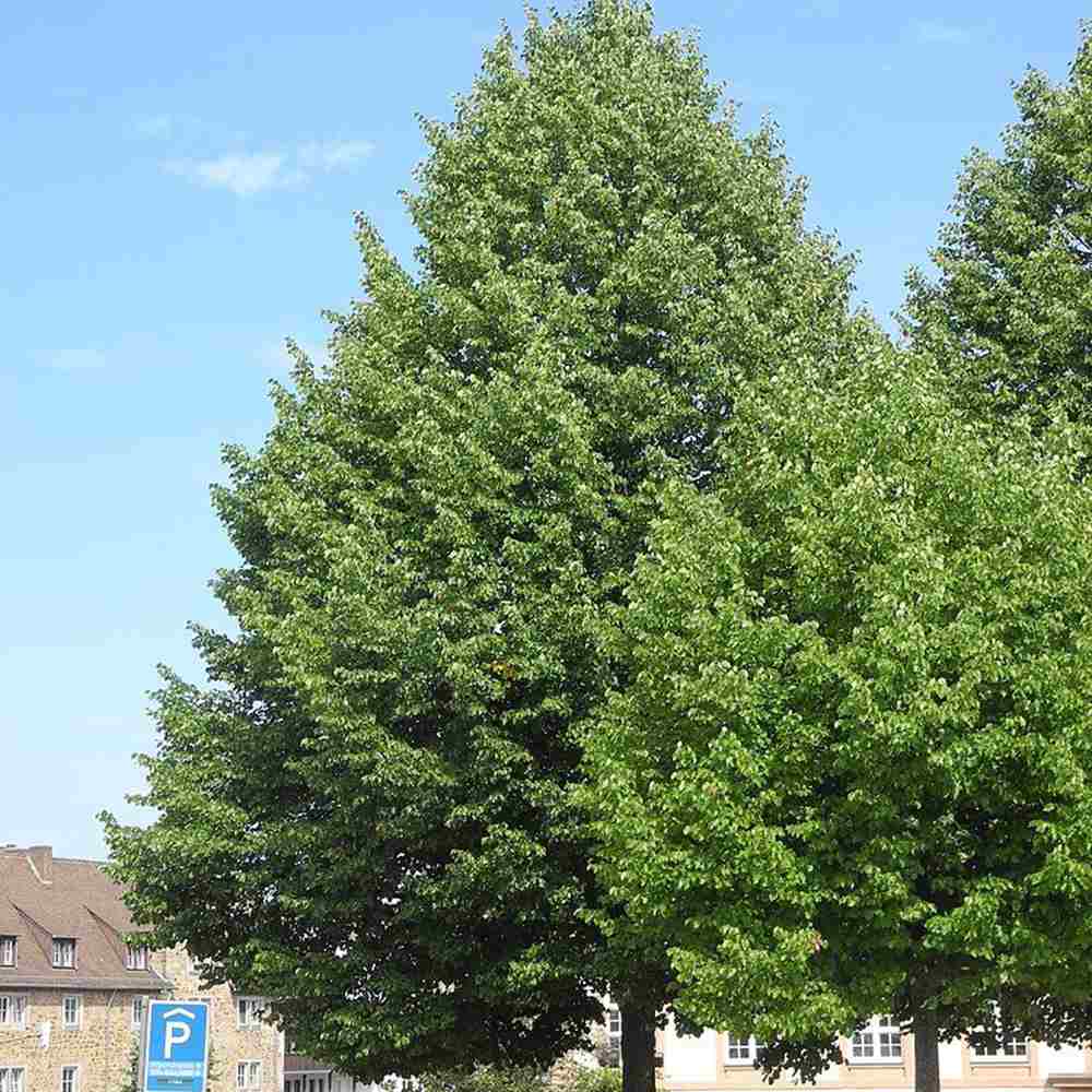 Tei Imperial (Tilia Pallida), arbore ornamental cu flori foarte parfumate galben-crem, rezistent la poluare urbana
