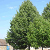 Tei Imperial (Tilia Pallida), arbore ornamental cu flori foarte parfumate galben-crem, rezistent la poluare urbana