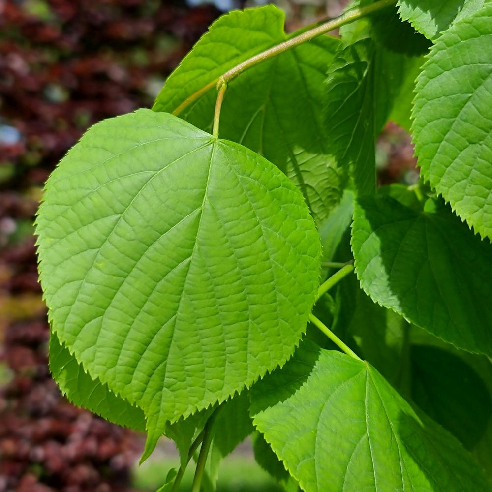 Tei Imperial (Tilia Pallida), arbore ornamental cu flori foarte parfumate galben-crem, rezistent la poluare urbana