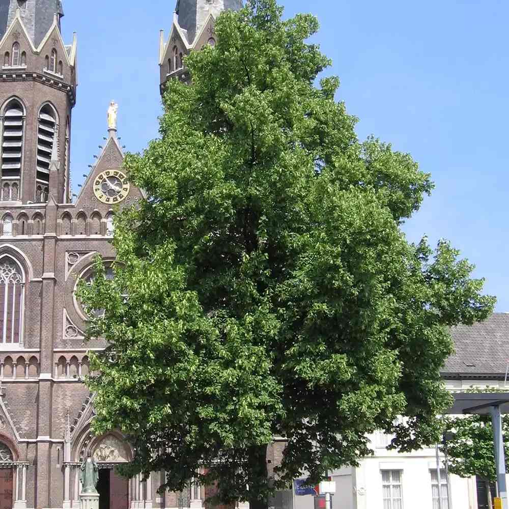 Tei Imperial (Tilia Pallida), arbore ornamental cu flori foarte parfumate galben-crem, rezistent la poluare urbana