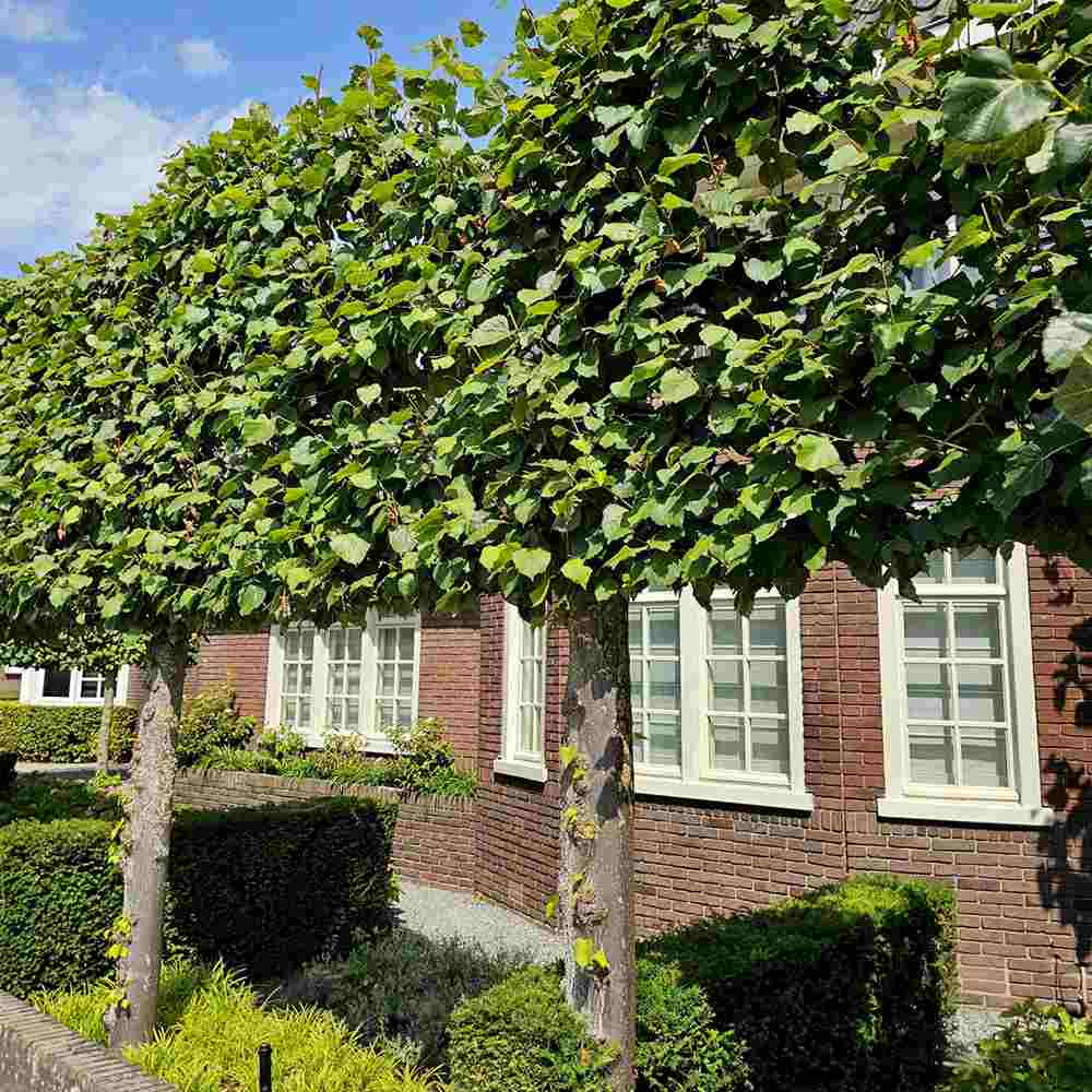 Tei Imperial (Tilia Pallida), arbore ornamental cu flori foarte parfumate galben-crem, rezistent la poluare urbana