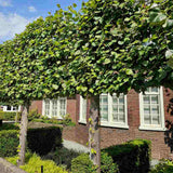 Tei Imperial (Tilia Pallida), arbore ornamental cu flori foarte parfumate galben-crem, rezistent la poluare urbana