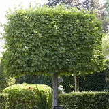 Tei Imperial (Tilia Pallida), arbore ornamental cu flori foarte parfumate galben-crem, rezistent la poluare urbana