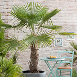 Palmier Morisca Trachycarpus Fortunei, rezistent la ger, frunzis exotic, crestere moderata, tulpina 90 cm, 180-200 cm