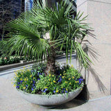 Palmier Morisca Trachycarpus Fortunei, rezistent la ger, frunzis exotic, crestere moderata, tulpina 90 cm, 180-200 cm