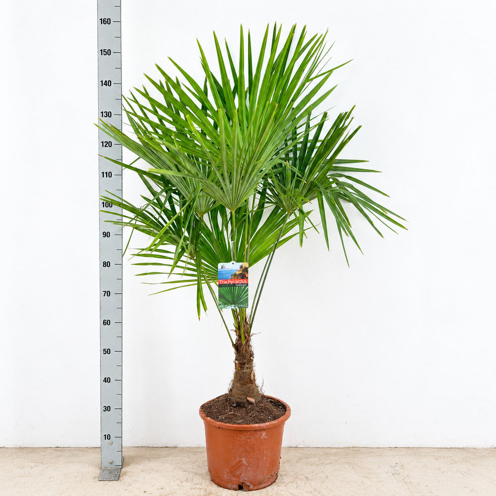 Palmier Morisca Trachycarpus Fortunei (Tulpina 30 cm) - 130/150 cm