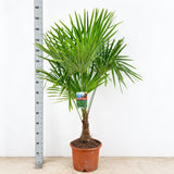 Palmier Morisca Trachycarpus Fortunei (Tulpina 30 cm) - 130/150 cm