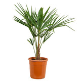Palmier Morisca Trachycarpus Fortunei, 80 cm, rezistent la ger, frunzis exotic, crestere moderata